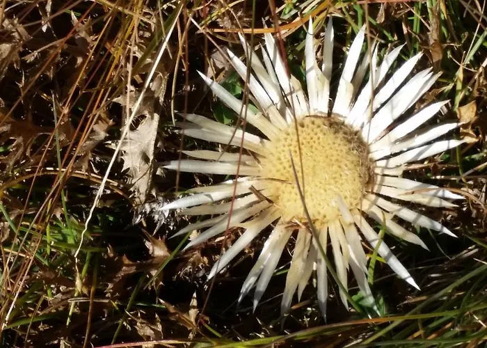 Haus Les Melezes C Apartment *