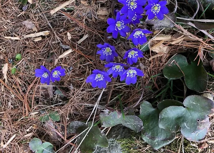 Haus Les Melezes C *